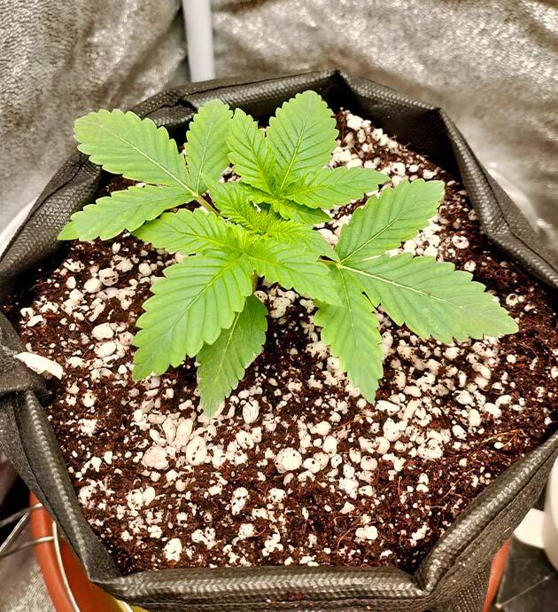 Конопля на стадии вегетации