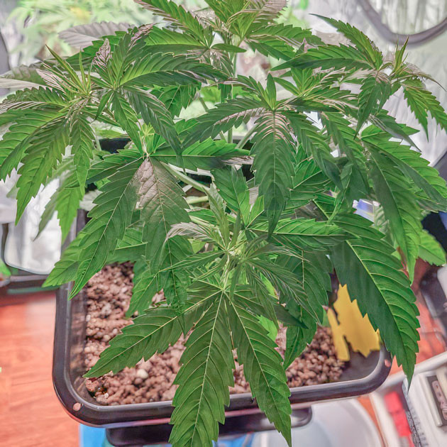 Активный рост сорта Apple Betty 5 неделя выращивания сорта Apple Betty