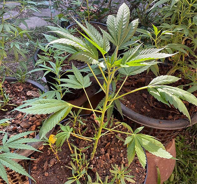 Скрещивание Golosa с White Critical Стимуляция роста куста Golosa