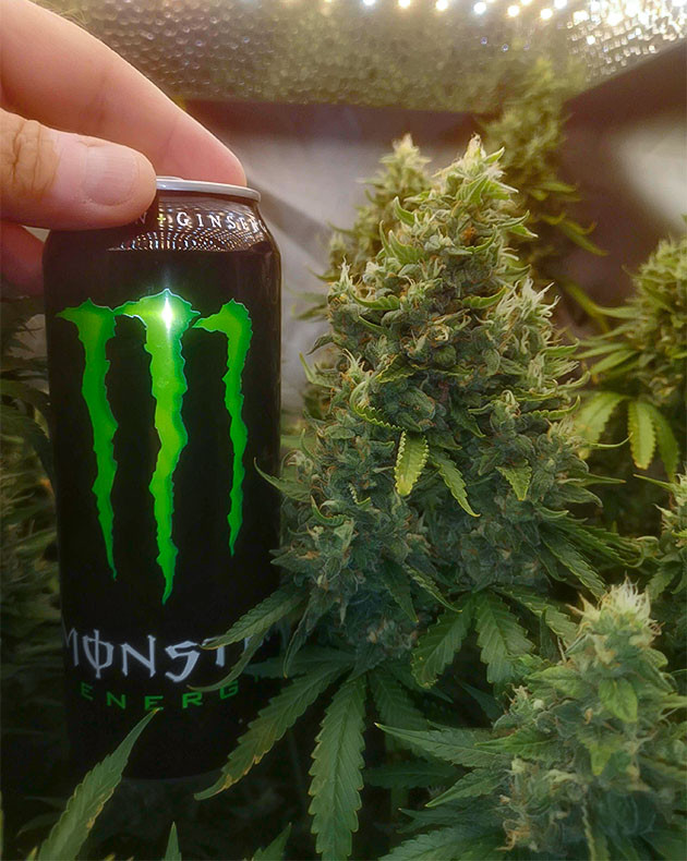 Подготовка к харвесту конопли Bruce Banner #3 Fast подготовка к харвесту Bruce Banner #3 Fast