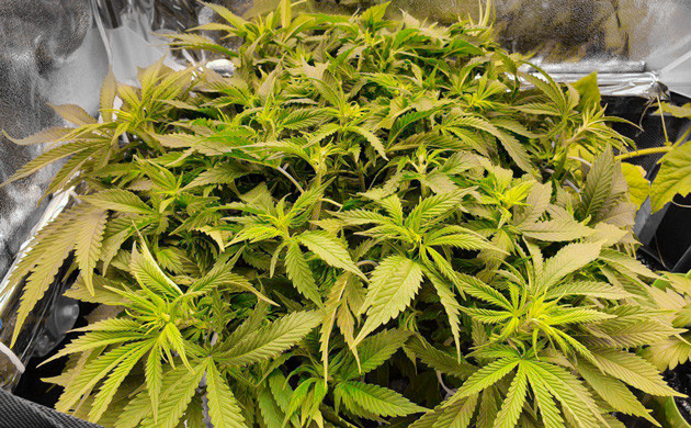 Куст Power Plant X fem в небольшом гроубоксе