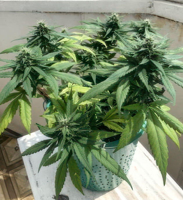 Kali Mist Auto от сидбанка Семяныч на 9-10 неделе