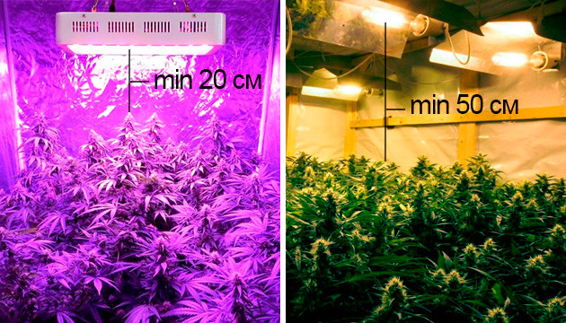 Минимальная высота от лампы до макушки конопли в гроубоксе