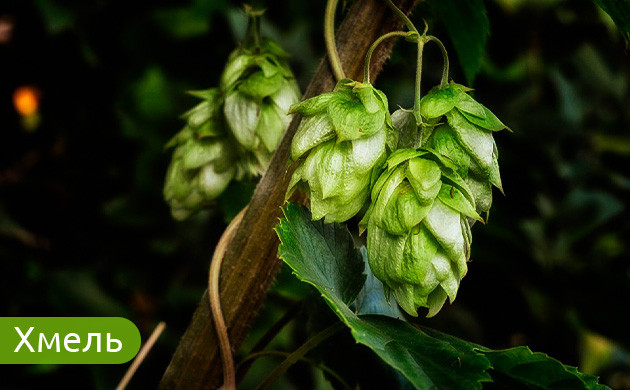 Хмель: не только для пива Хмель: успокоительное средство