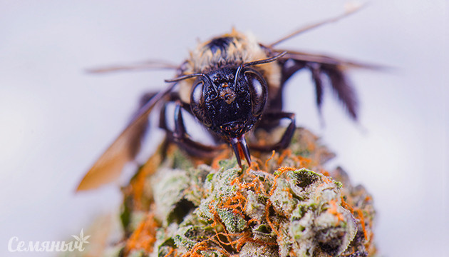 Сбор канна-меда пчелой