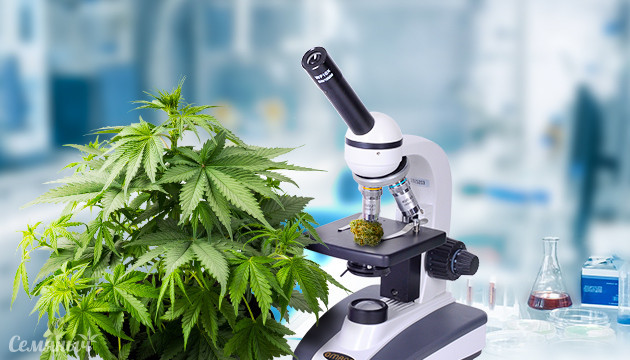 Соцветие конопли под микроскопом