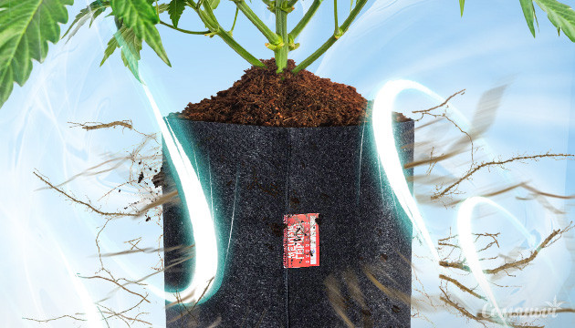 Как произвести воздушную обрезку конопли Воздушная обрезка корней каннабиса