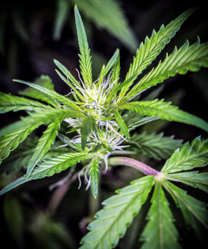 Соцветие Tutankhamon