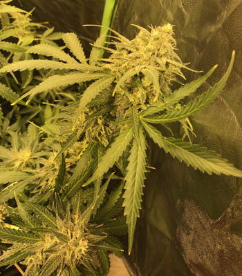 Соцветие Jack 47 Auto