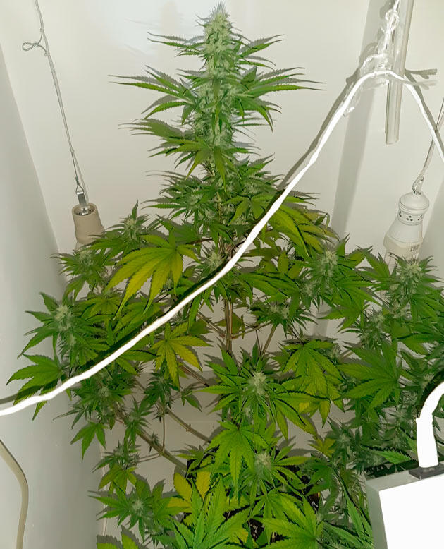 Цветение конопли Куст Zkittlez Auto на фазе цветения