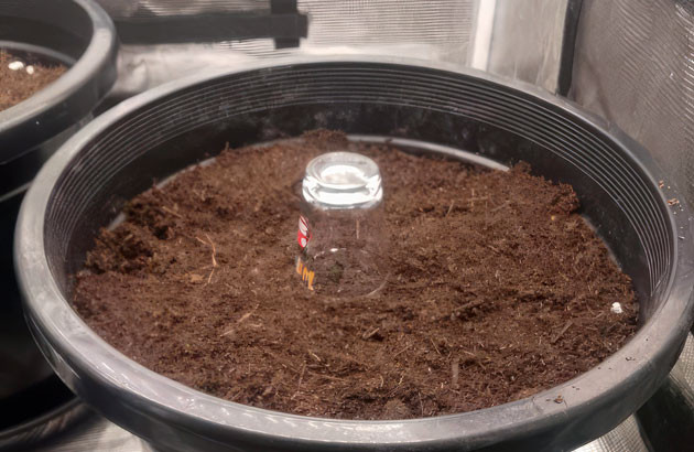 Процесс проращивания сорта Godzilla Cookies Auto Проращивание марихуаны