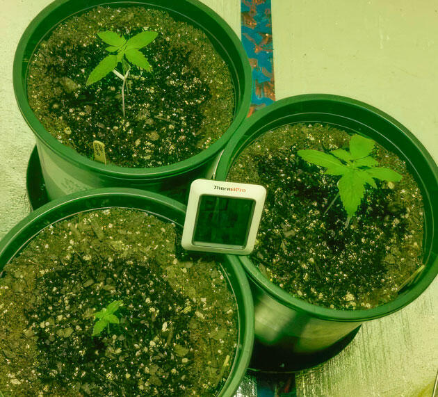 Растения конопли с установленной опорой и корректировкой освещения