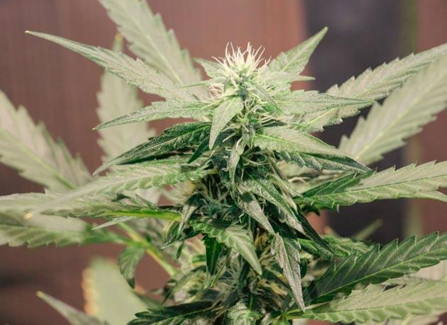 Появление трихом Куст Choco Thai Auto от Herbies Seeds на фазе цветения