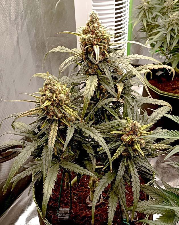 Куст White Widow Auto от FastBuds на 9 неделе
