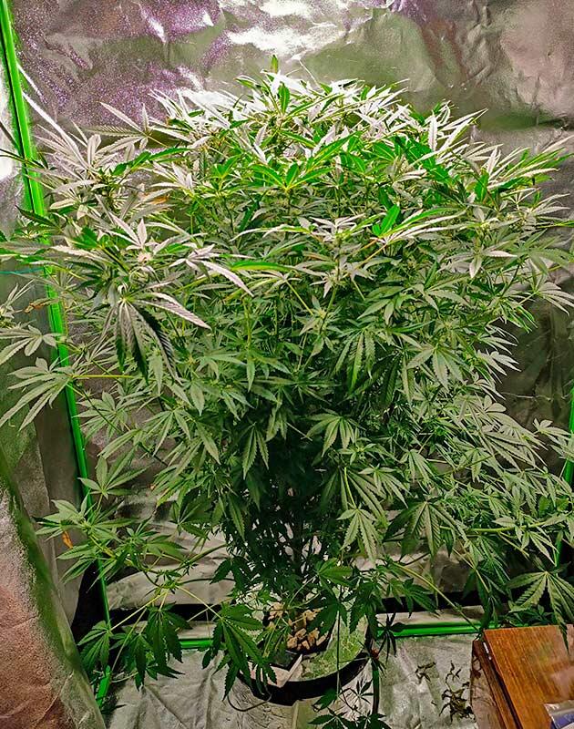 10 неделя роста конопли Куст марихуаны ростом 110 см