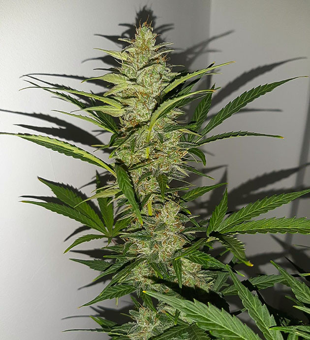 Добавление «Канназим» и «Карболоад» Полив Bruce Banner Auto на цветении