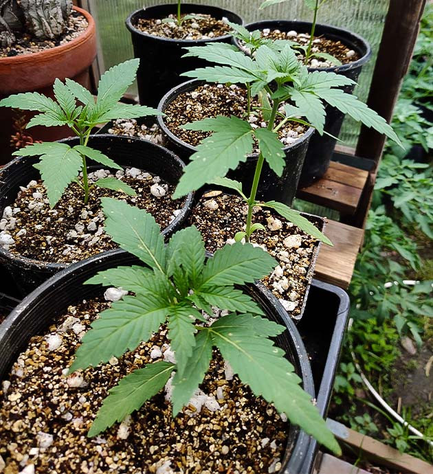 Состав субстрата для выращивания