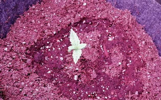 Пересадка ростков в большие горшки Росток в тканевом горшке