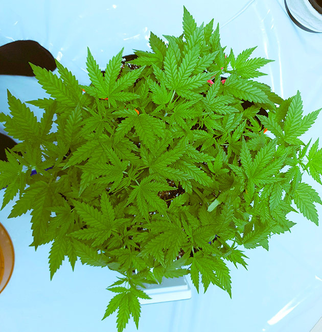 Перевод растения в фазу цветения Куст №2 в боксе для цветения