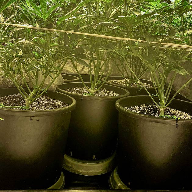 Фаза цветения марихуаны