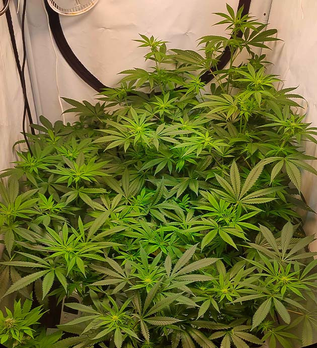 Использовал методику LST Переход в фазу цветения