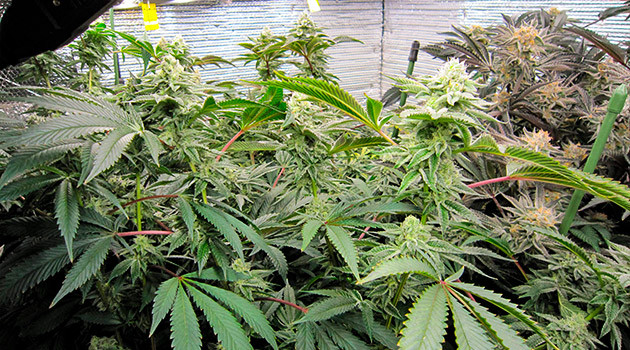 Цветение сорта DDoS #33