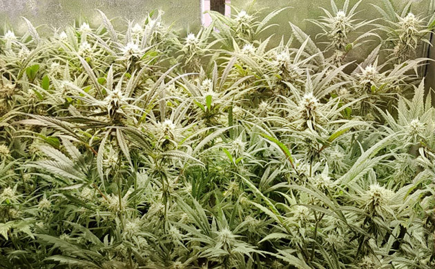 Сильный запах в гроубоксе Кусты клонов на 7 неделе