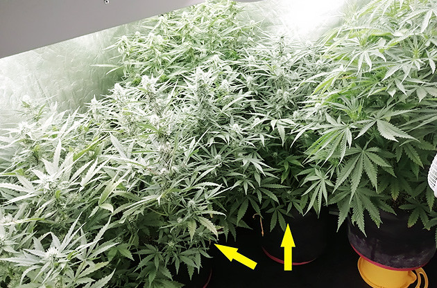 Восполнение дефицита калия 2 неделя цветения Т-34