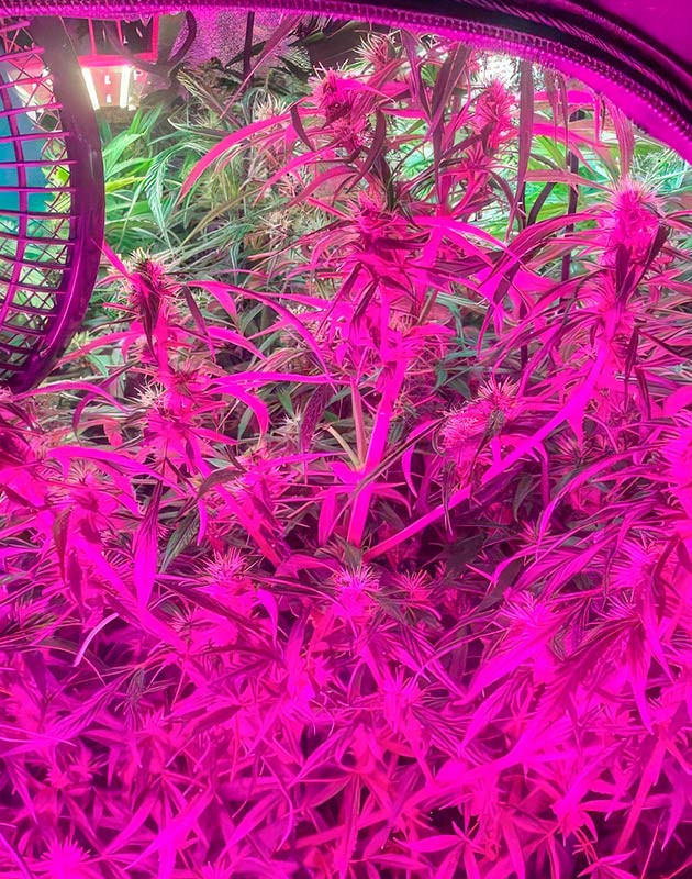 9 неделя выращивания марихуаны