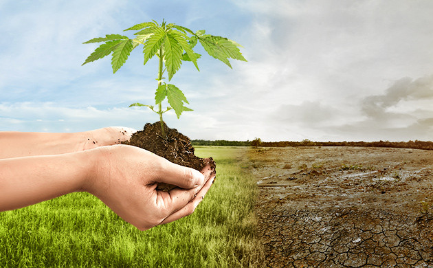 Высокий энергетический потенциал конопли может остановить глобальное потепление Глобальное потепление и марихуана