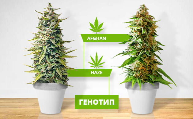 Генотип каннабиса как основа свойств и гибридных сортов