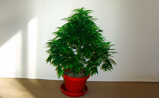 Куст до проведения лоллипоппинга Пример тренировки конопли в технике лоллипоппинга