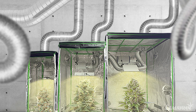 Немного о селекции конопли как организовать пространство для бридинга