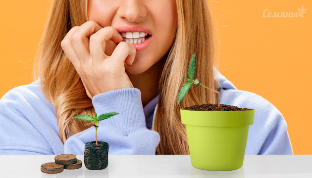 Сломанный росток конопли