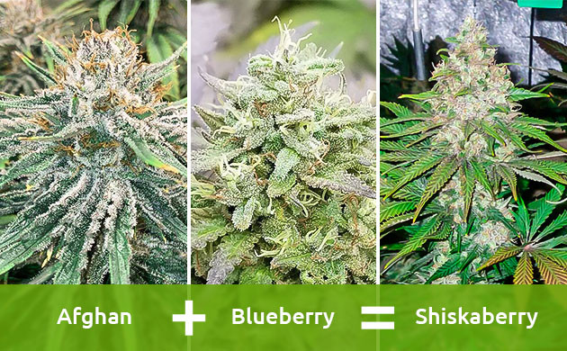 Основы выведения сортов каннабиса Основы разведения конопли