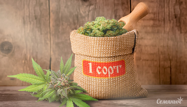 Квиз по подбору первого сорта конопли Выбор первого сорта конопли