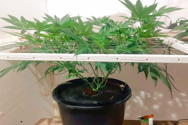 Переход на режим цветения Конопля под сеткой ScrOG