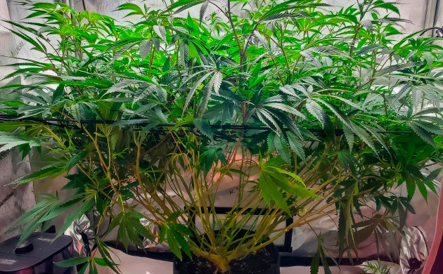 10 неделя роста конопли Дефолиация каннабиса