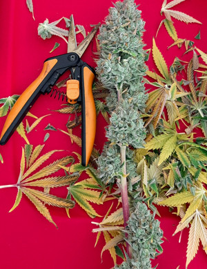 Сбор урожая Обрезка куста во время харвеста