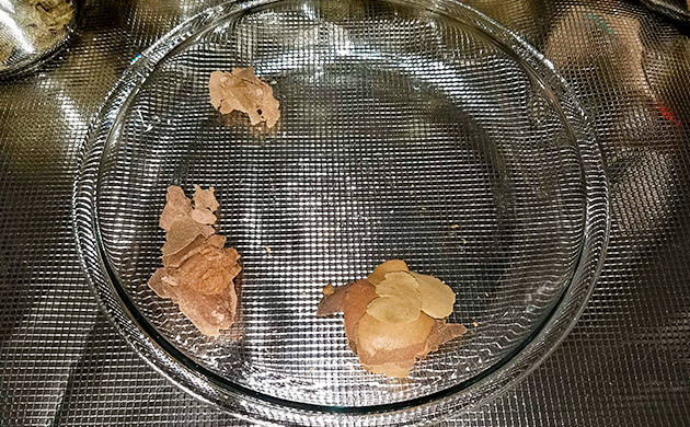 Тримминг и пролечка Gelato Auto тримминг собранного куста Gelato Auto