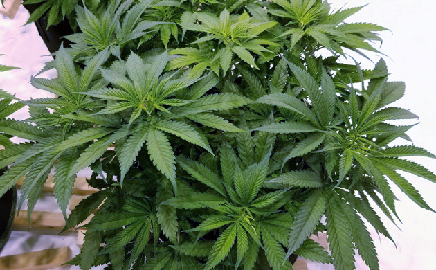 9 неделя гровинга сорта конопли Amherst Sour Diesel