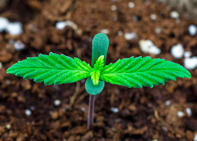 Начало формирования второй пары листьев