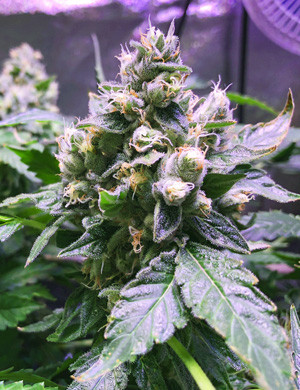 Соцветия увеличиваются Удобрения для конопли