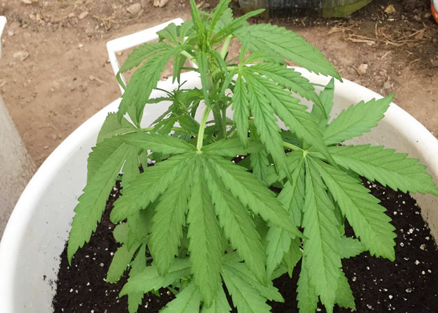 Третья неделя вегетации Адаптация к новому горшку