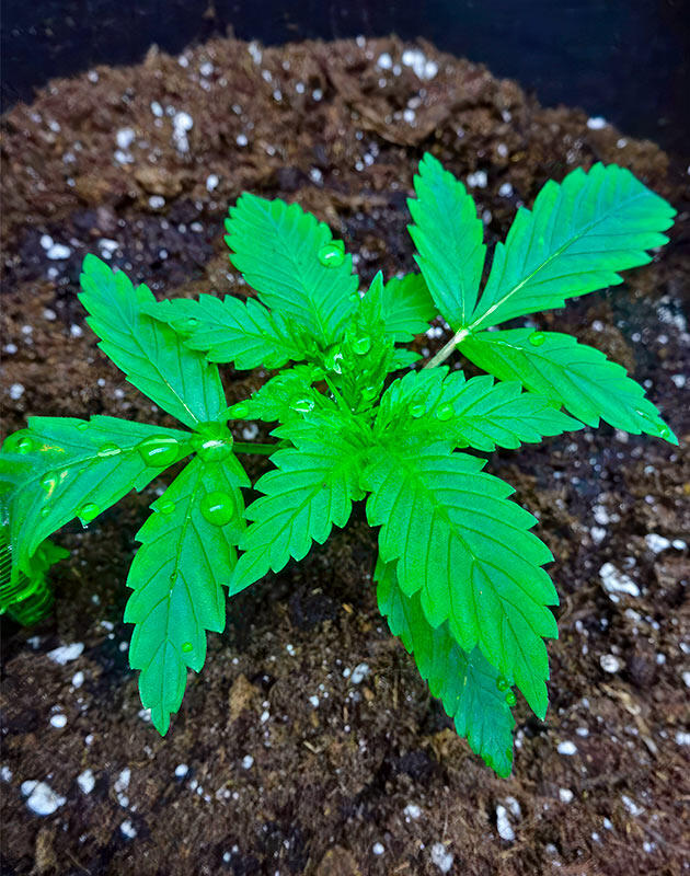 Куст каннабиса в новом тканевом горшке после обильного полива