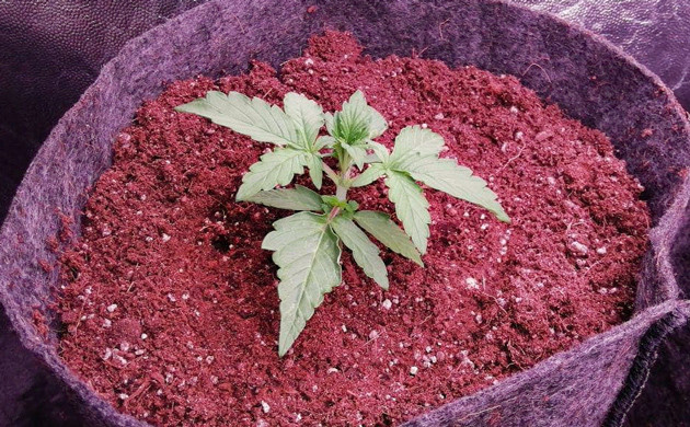 Вторая неделя вегетации Формирование трех пар листьев