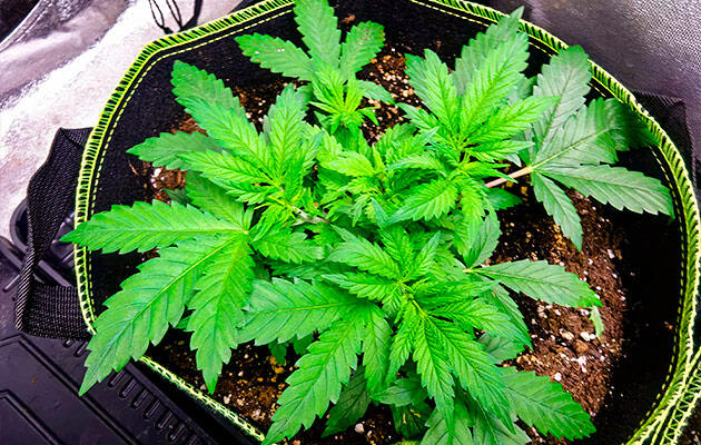 Куст каннабиса с активно развивающимися боковыми ветвями после фимминга