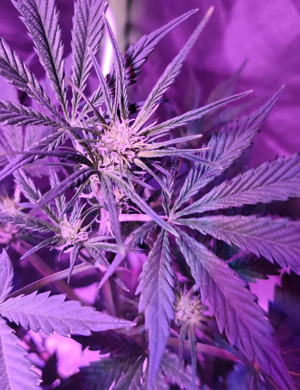 Начало цветения на 8 неделе выращивания Формирование соцветий