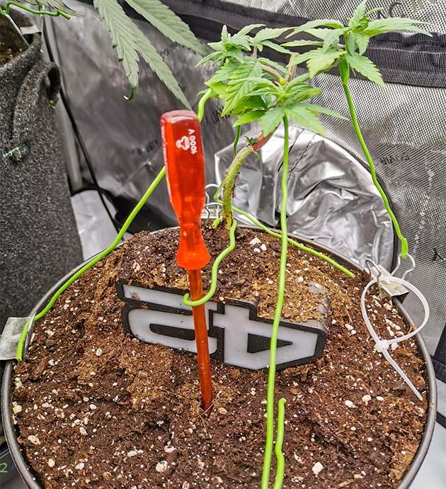 Пересадка марихуаны LST-подгиб конопли