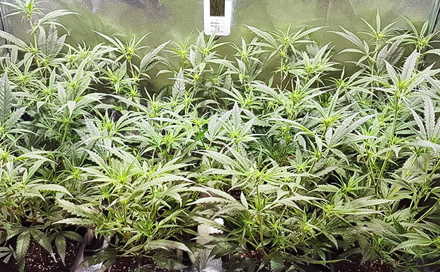 Формирование соцветий и появление запаха 40 см на пятой неделе